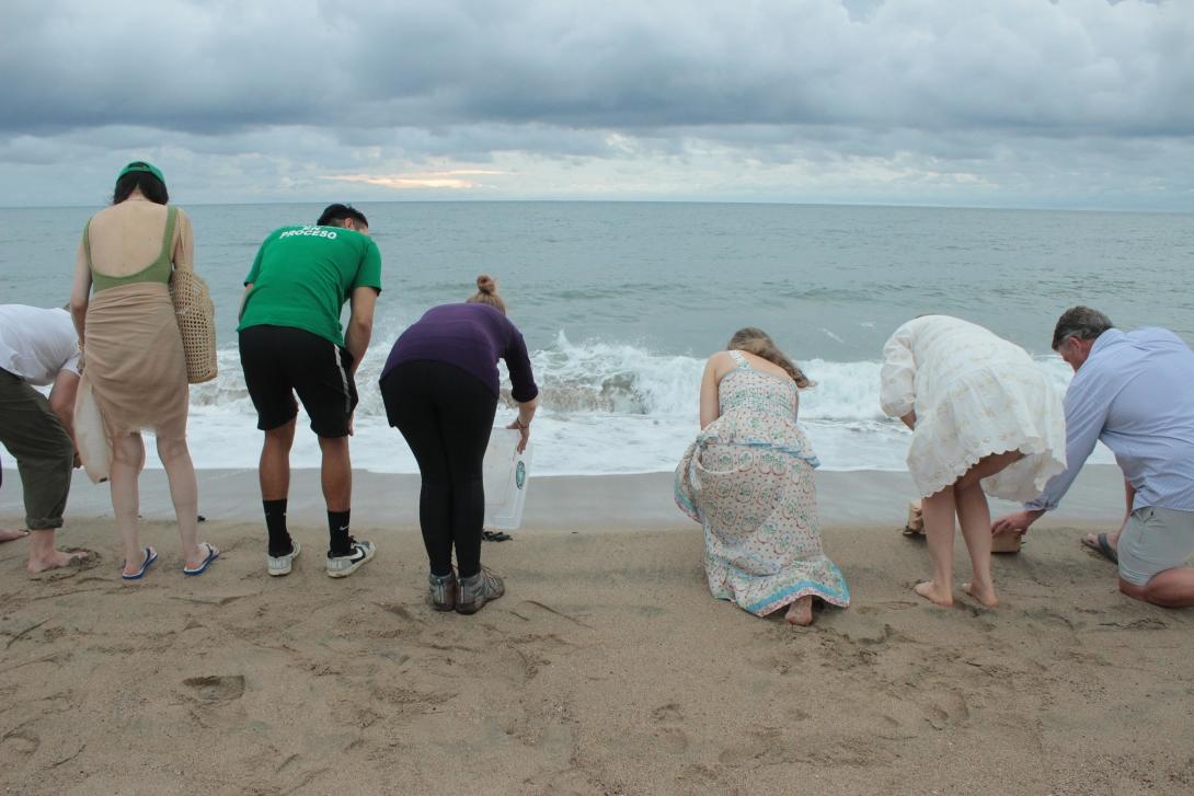 A group of volunteer releasing baby turtles